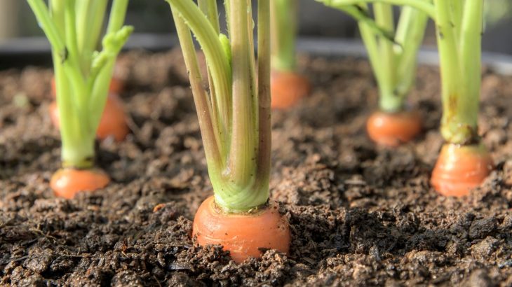 Plants use melatonin as a secret weapon - and it's not for sleep