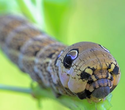 2025/12/Hawkmoth-hiss.jpg