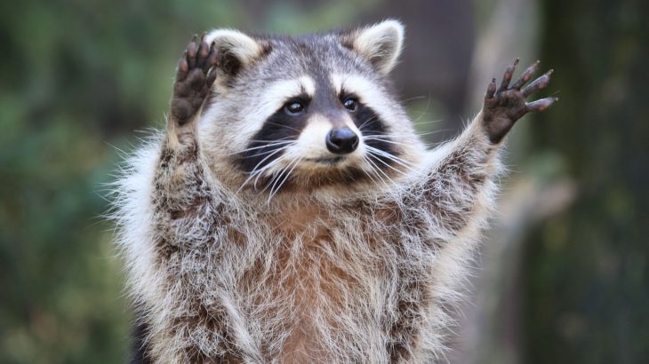 Urban raccoons are adapting their faces to survive city life