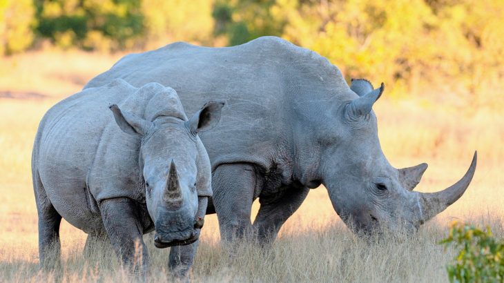 Hidden salt shortages are changing animal behavior in Africa