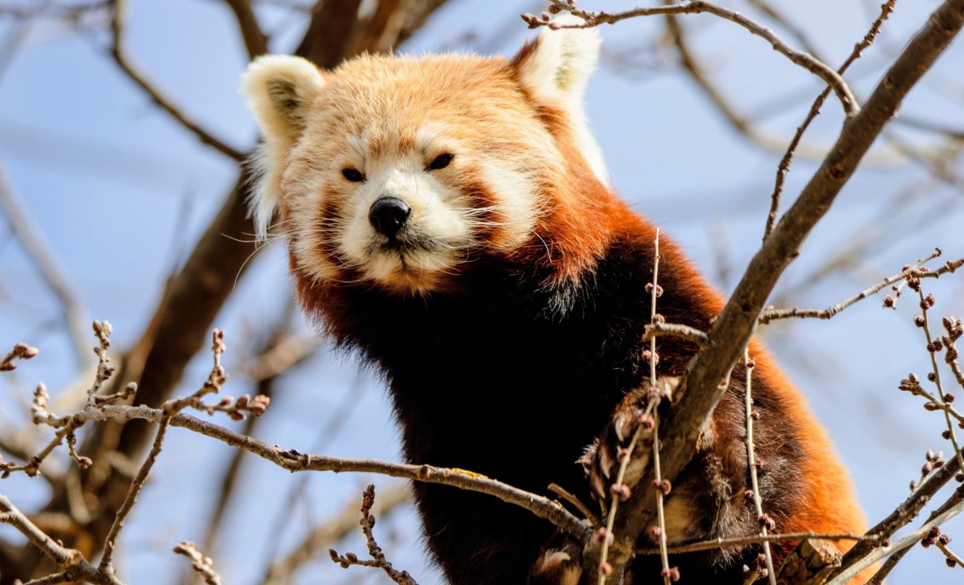 Why animals live longer when they stop reproducing