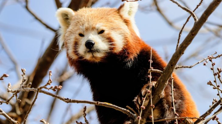 Why animals live longer when they stop reproducing