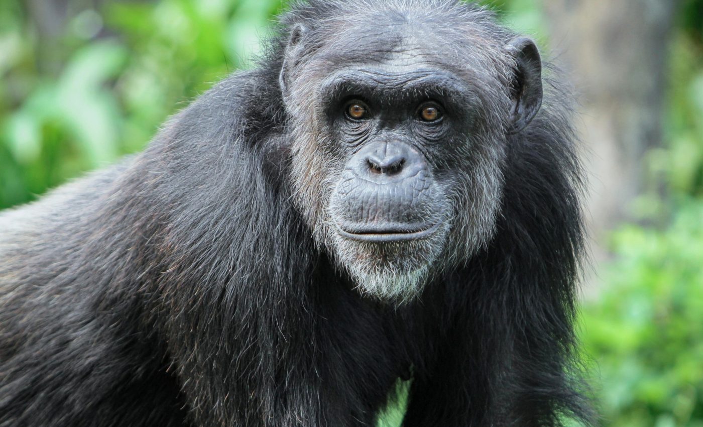 Male bonobos can track female reproductive cycles with remarkable accuracy