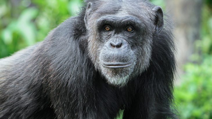 Male bonobos can time mating with remarkable accuracy