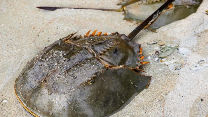 Horseshoe crabs were dying from infections 300 million years ago