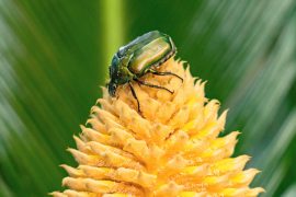 2025/12/Cycads-beetles.jpg