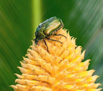 2025/12/Cycads-beetles.jpg