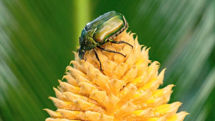 Ancient plants turned up the heat to lure beetle pollinators
