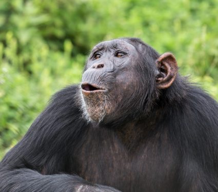 2025/12/Chimpanzee-call.jpg
