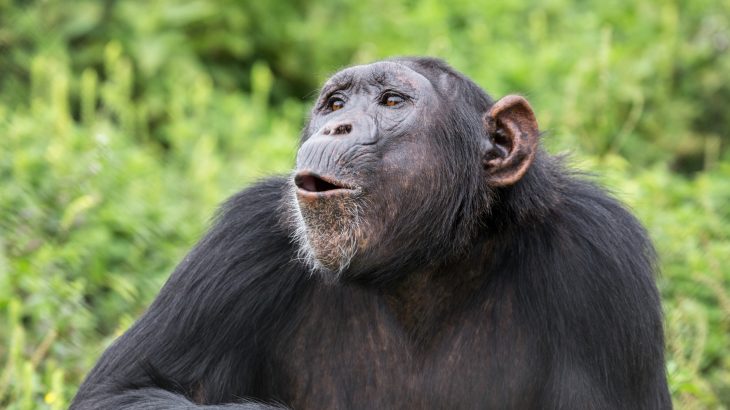 Chimpanzee calls trigger a distinct response in the human brain
