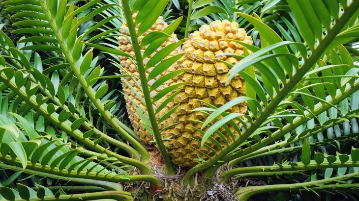 Ancient plants turned up the heat to lure pollinators