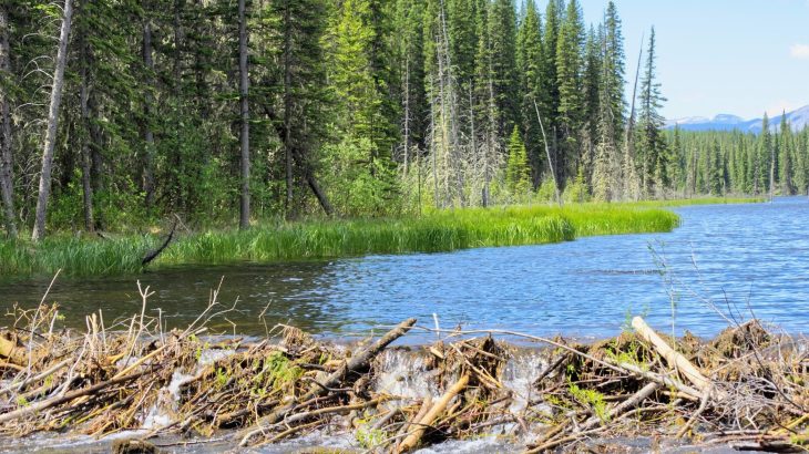 Artificial beaver dams may help protect rivers from climate stress