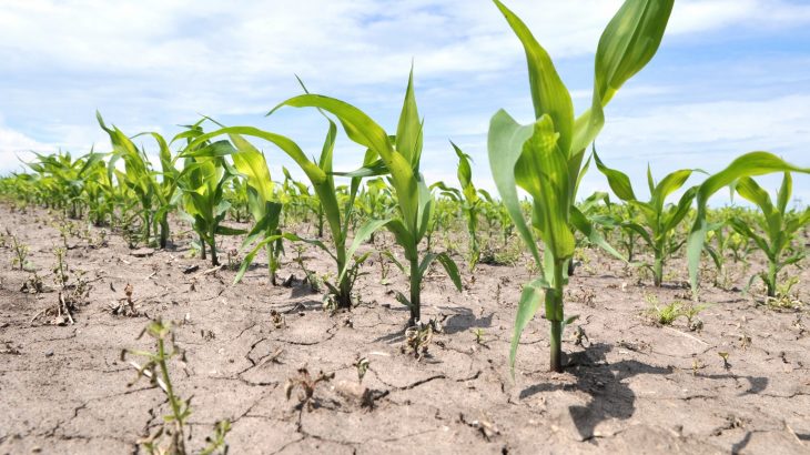 Global hunger reports miss millions facing food insecurity