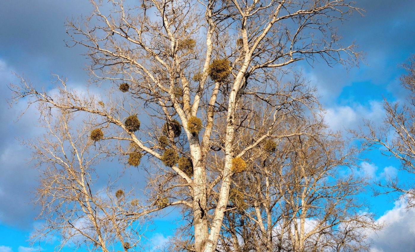Mistletoe is known for killing trees - but is it really harmful?