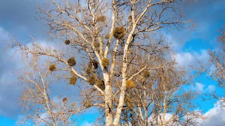 Mistletoe is known for killing trees - but is it really harmful?