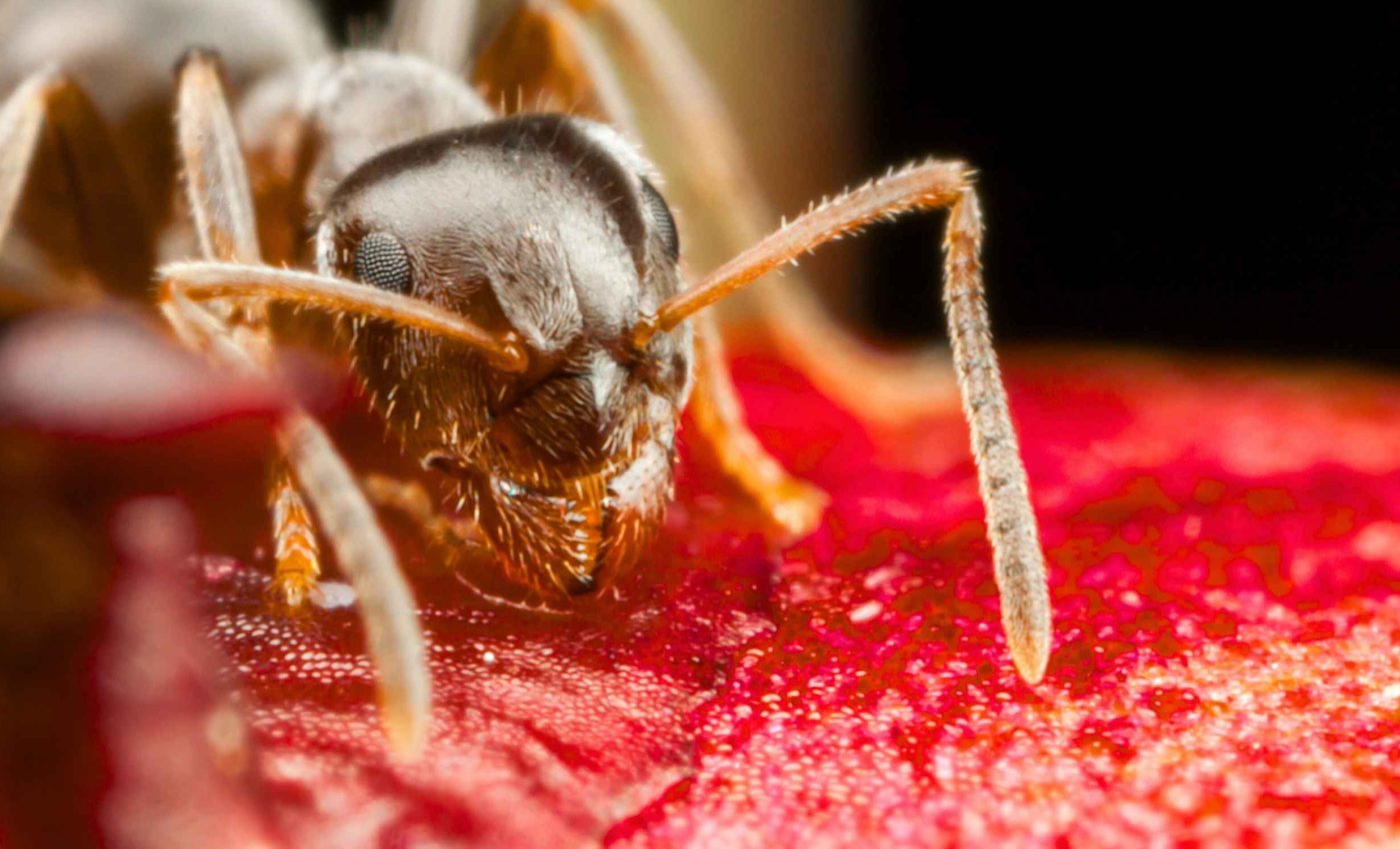 This invasive ant species is colonizing and destroying entire buildings