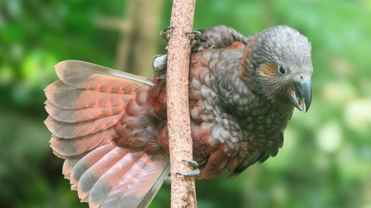 Birds rely on internal clocks that are increasingly being disrupted
