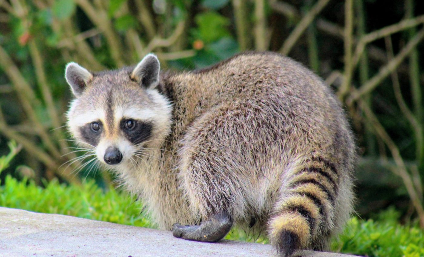 Raccoons know which city roads aren’t worth crossing