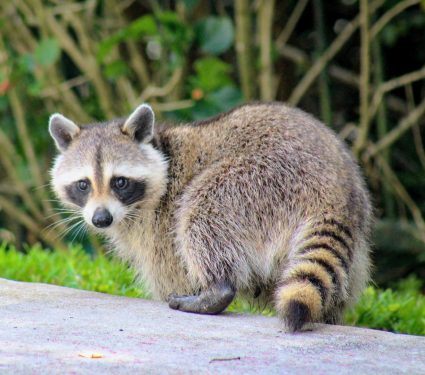 2025/12/Raccoon-road.jpg