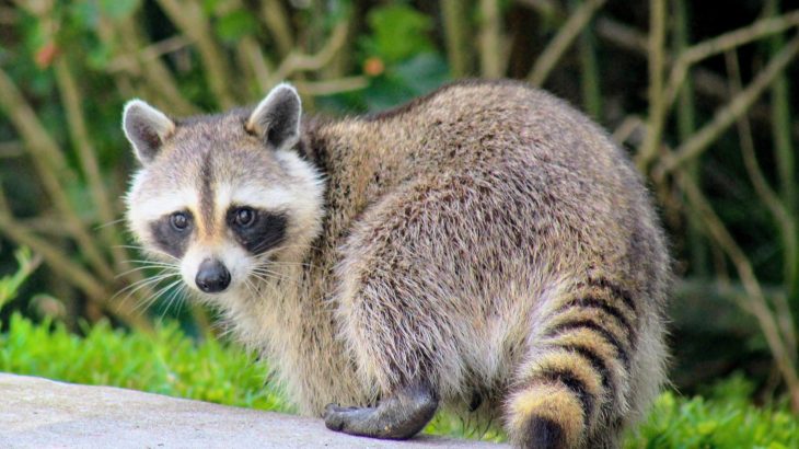 Raccoons know which city roads aren’t worth crossing