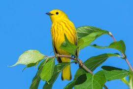 2025/12/Warblers-colors.jpg