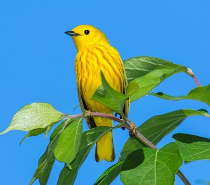 2025/12/Warblers-colors.jpg