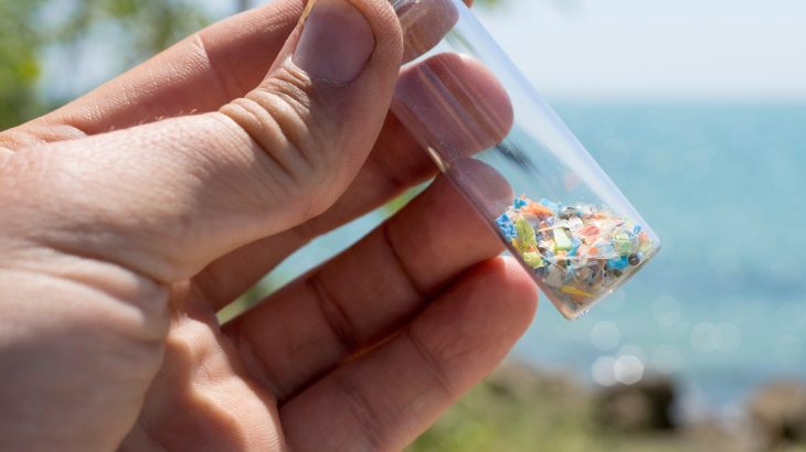 Plastic pollution has reached one of Earth’s most isolated insects