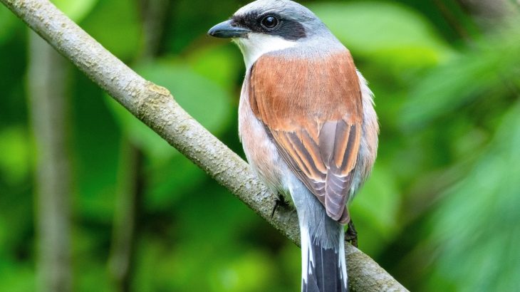 Some birds follow a built-in migration schedule across continents