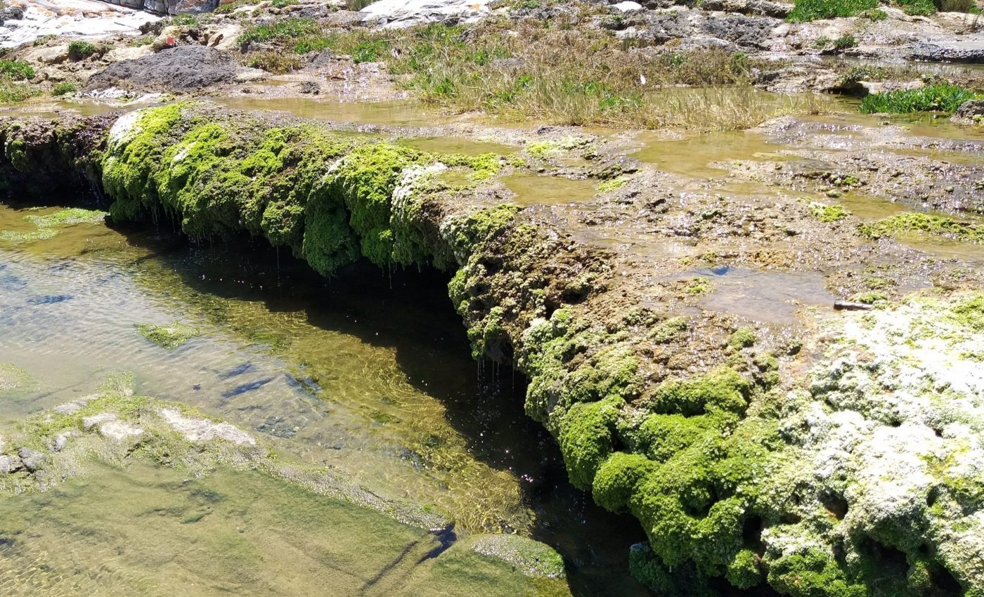 'Living rocks' along South Africa’s coast are surprisingly active