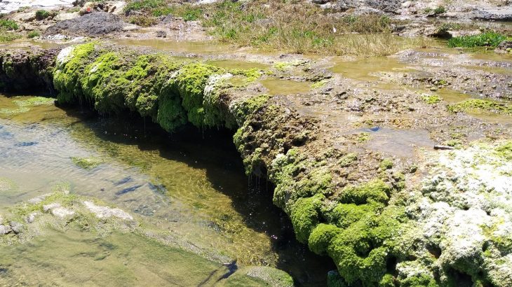 'Living rocks' along South Africa’s coast are surprisingly active