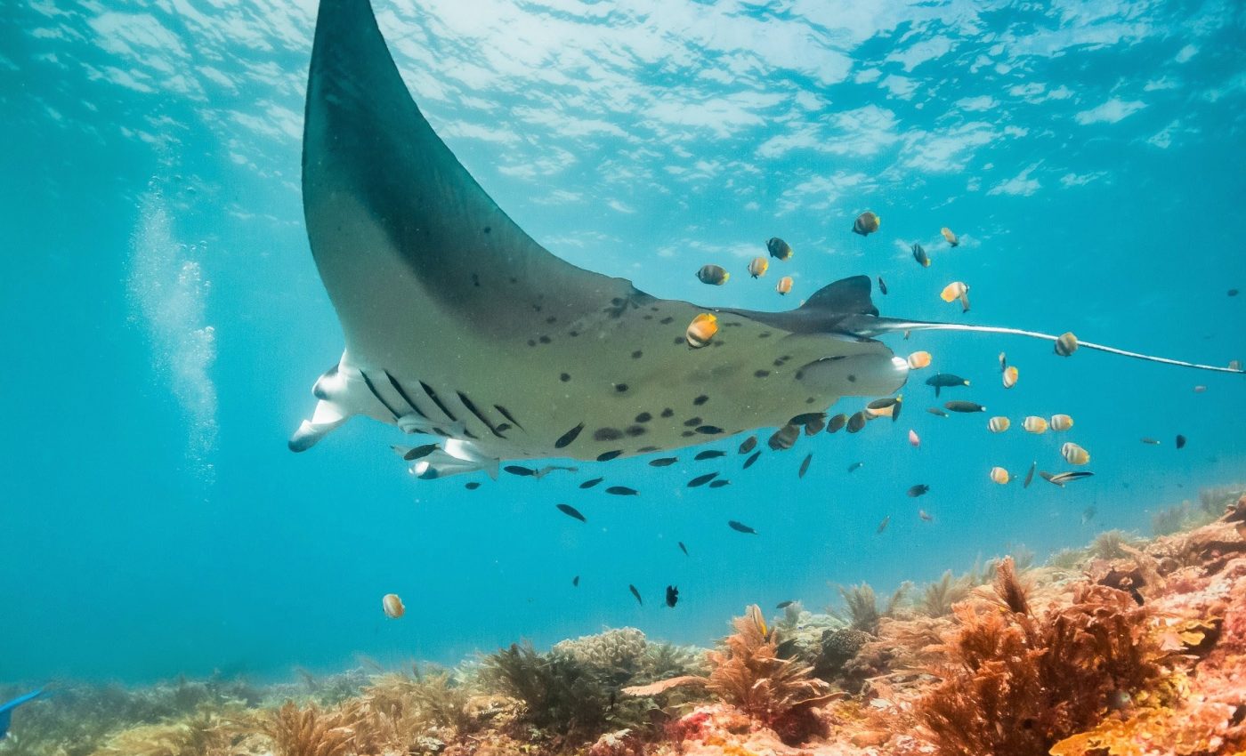 Juvenile manta rays act as mobile habitats for schools of fish