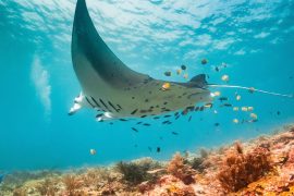 2025/12/Manta-rays-fish.jpg