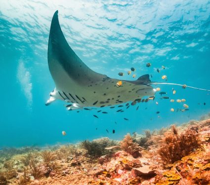 2025/12/Manta-rays-fish.jpg