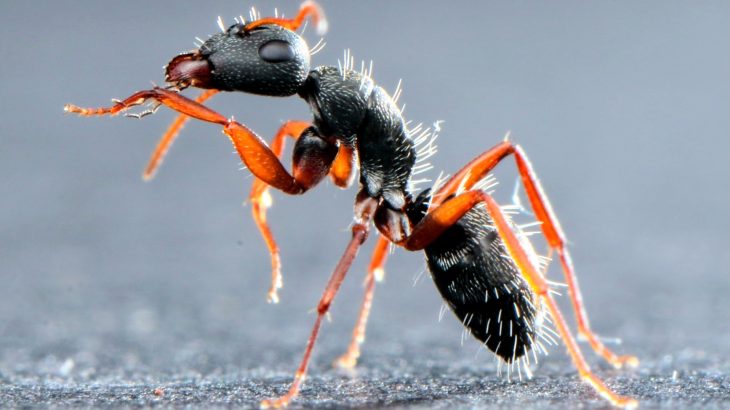 Ants are more vulnerable to invading parasites in hotter climates