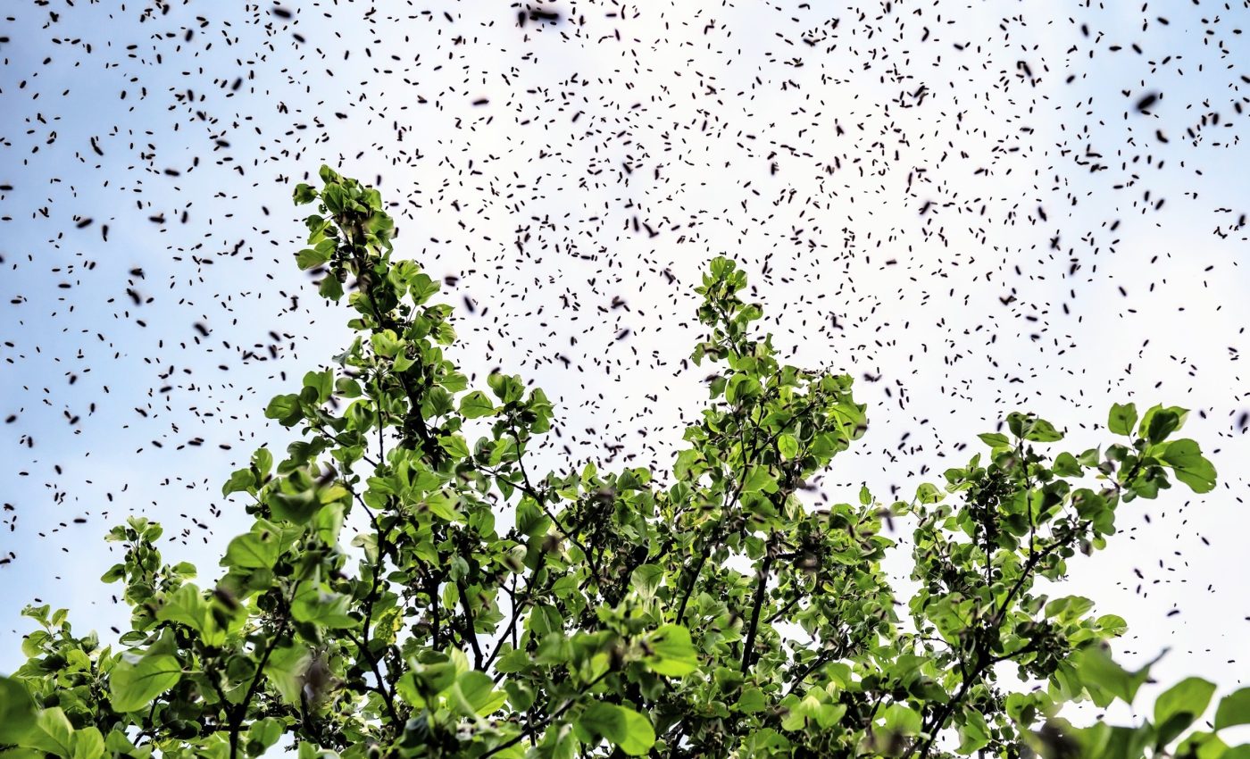 Radar reveals 100 trillion insects flying over the U.S.