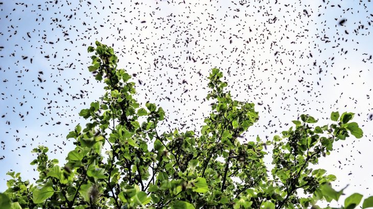 Radar reveals 100 trillion insects flying over the U.S.