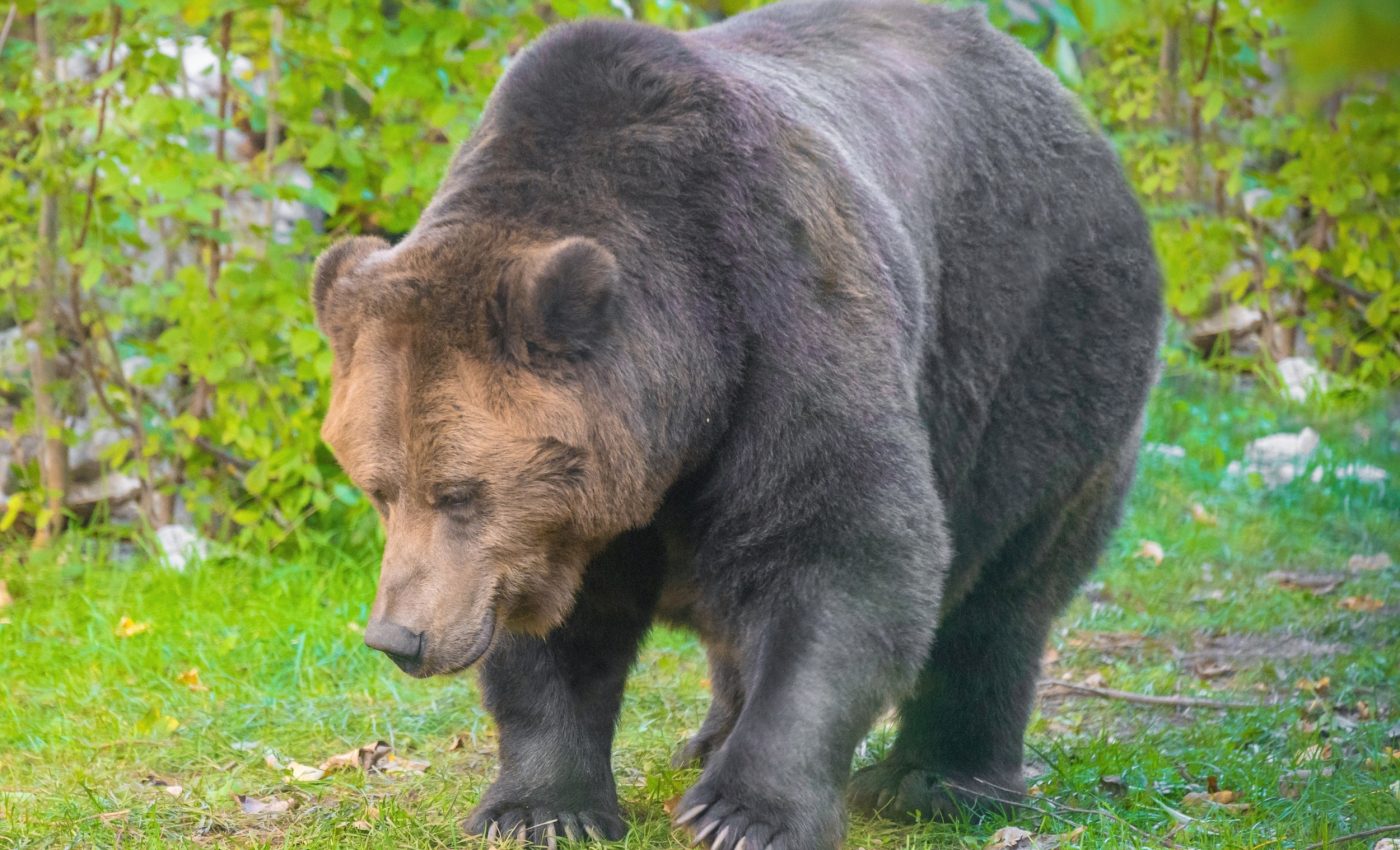 Living near people can make bears smaller and calmer
