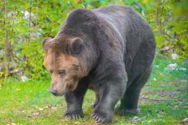 2025/12/Apennine-bears.jpg