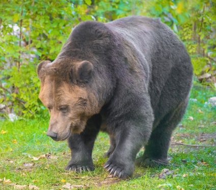2025/12/Apennine-bears.jpg