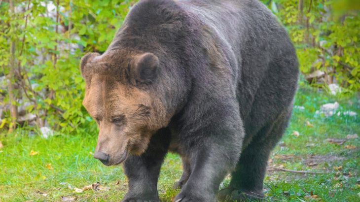 Living near people can make bears smaller and calmer