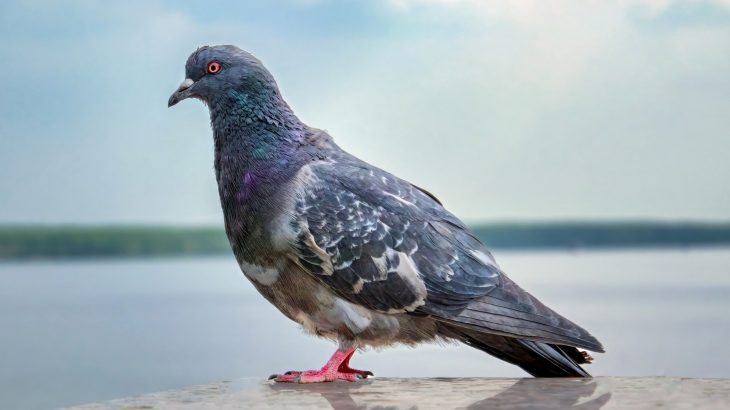 Pigeons sense Earth’s magnetic field in an unexpected way