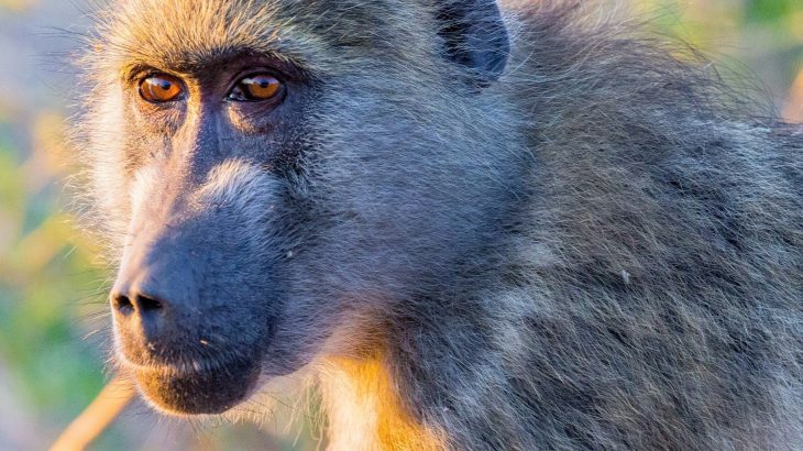 Dominance means less sleep at nights for baboons