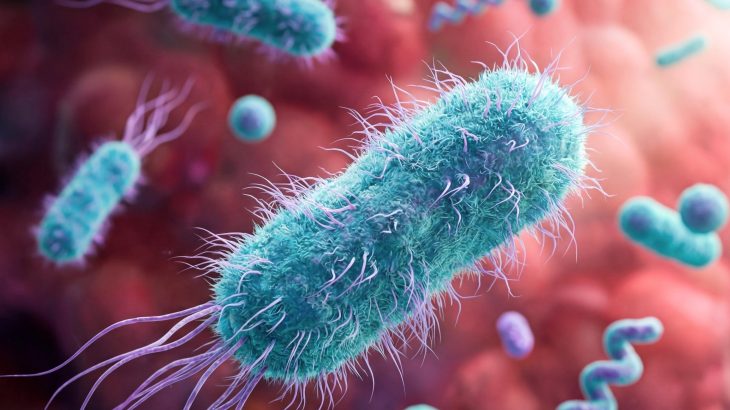Bacteria self-destruct to defeat invading viruses before they spread