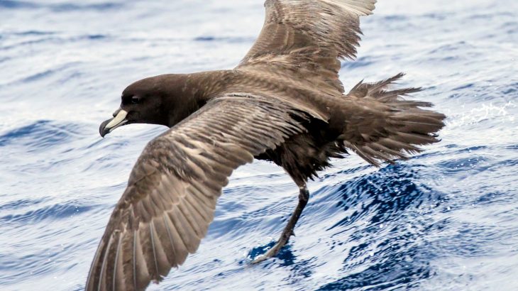 Seabirds reveal that forever chemicals have reached the most remote ecosystems