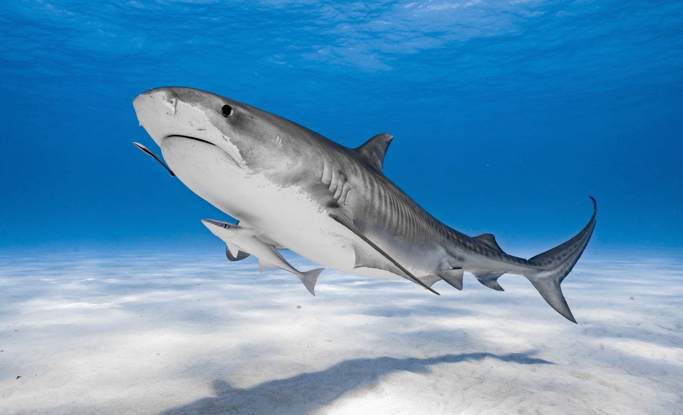 Why summer brings tiger sharks to the Hawaiian islands