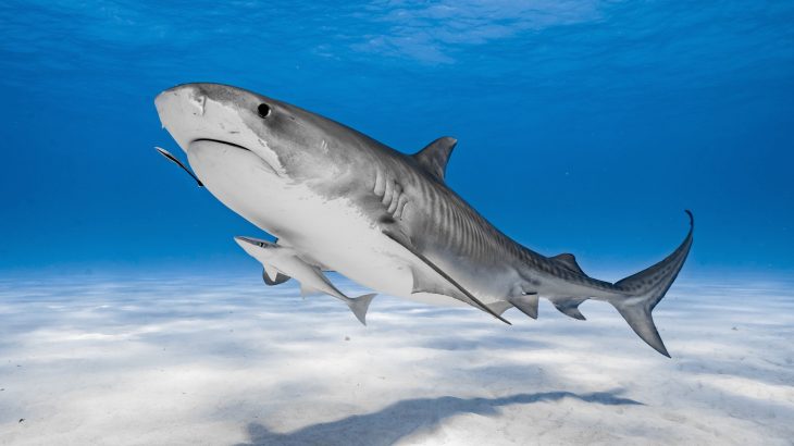 Why summer brings tiger sharks to the Hawaiian islands