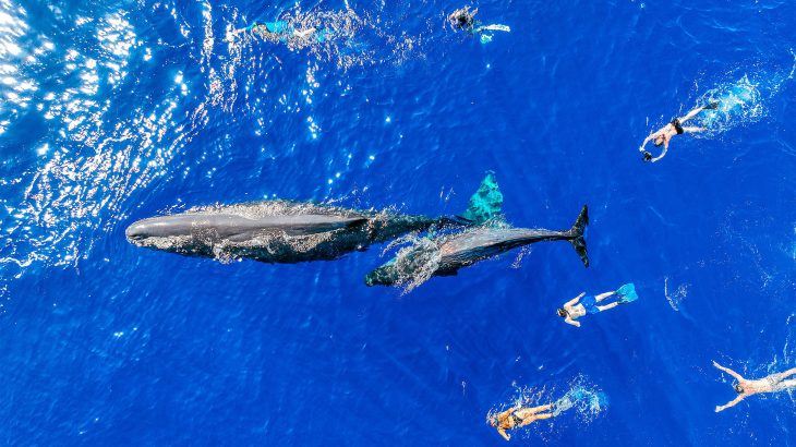 Scientists release open-source device that will help humans communicate with whales