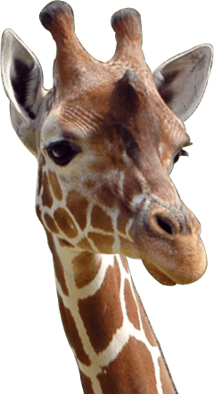 Image of animals