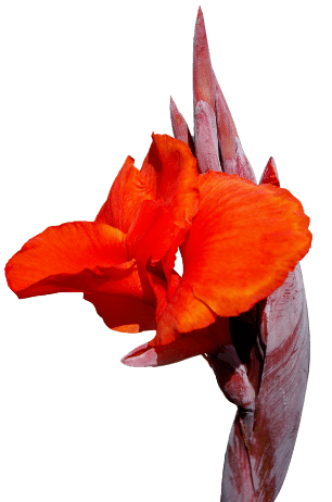 Image of a flower