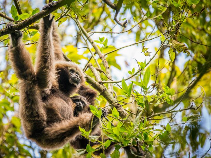 Hundreds of species at risk of extinction from Southeast Asia tree plantations